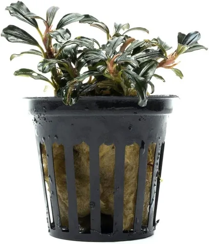 Vista 44 de SubstrateSource Bucephalandra Brownie Phantom - Planta de acuario viva – Decoración natural de pecera de agua dulce, decoración acuática