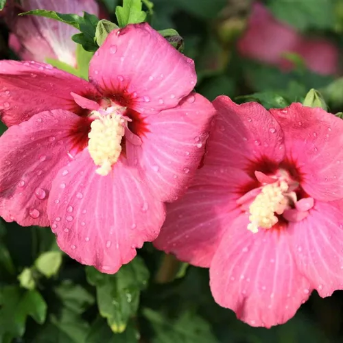 Vista 3 de Hibiscus Plant Live, Hibiscus Syriacus Starter Plant, 5 a 7 pulgadas