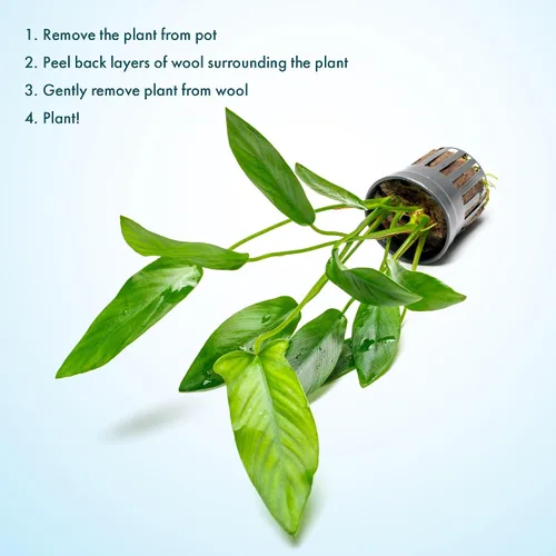 Vista 5 de SubstrateSource Plantas vivas – Anubias Hastifolia (Anubias hastifolia) – Luz baja a moderada, hojas en forma de flecha de color verde medio a