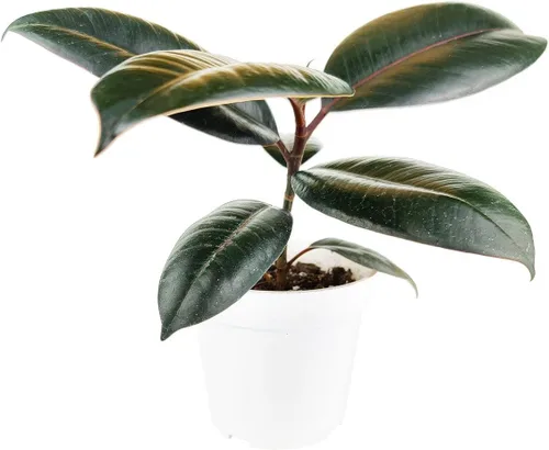Vista 16 de Alocasia Bambino (maceta cultivadora de 4 pulgadas) - Planta de interior con poca luz y saludable - Planta de interior de interior fácil de cuidar