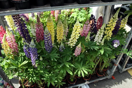Vista 2 de Semillas Lupin Dwarf Mix (Nombre científico: Lupinus nanus) Flores perennes para plantar