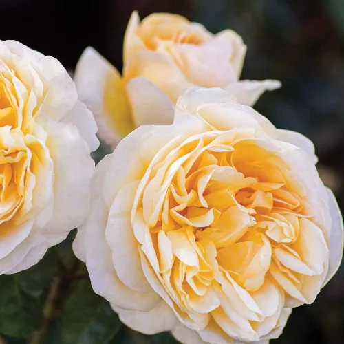 Vista 9 de Rosas de té híbridas de reliquia, planta de raíz propia viva para jardín al aire libre, Moonlight Romantica®, muy fragantes, zonas de rusticidad