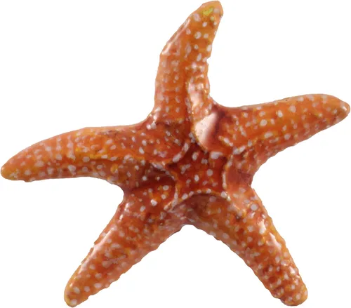 Vista 5 de Estrella de mar, Pez Estrella, Estrella de Mar, Playa, Océano, Estrellas quebradizas, Estrellas Canastas, Náutica, Solapa, Pines, Broche, Peltre