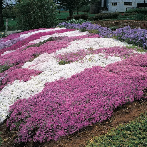 Vista 4 de Crimson Beauty Creeping Phlox - Planta de iniciación perenne de raíz desnuda con floración de raíz desnuda – 1 planta de inicio por oferta
