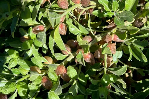 Vista 5 de Plant Good Seed Semillas orgánicas de Ashwagandha para plantar: hierba ayurveda, raíces blancas - Paquete de 80 semillas