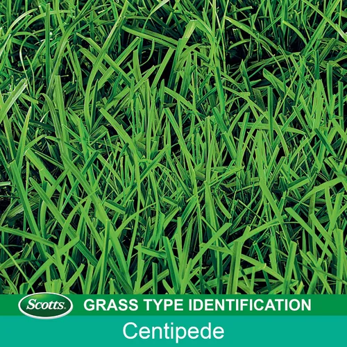 Vista 9 de Scotts EZ Seed Patch and Repair Centipede Grass, 3.75 lb (Paquete de 2)