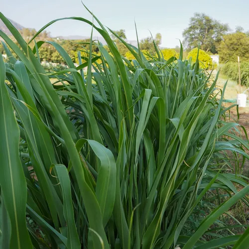 Vista 2 de Plant Good Seed Organic Sorghum Sudangrass BMR F1 - Paquete de 6,775, semillas tradicionales para plantar granos, verduras, suministros