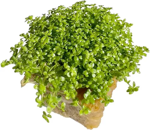 Vista 7 de Bacopa Monnieri - Planta de acuario vivo de agua dulce fácil con raíces (más de 7 tallos)