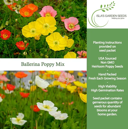 Vista 2 de Ballerina California Poppy Mix - Amapolas de California, más de 1000 semillas de flores por paquete, (Isla's Garden Seeds), Nombre científico