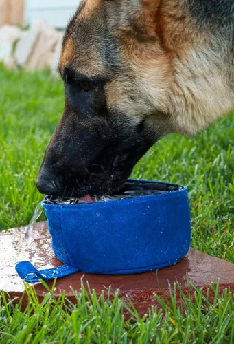 Vista 4 de CALDO Cuenco plegable para perros, perfecto para alimentos y agua sobre la marcha (azul)