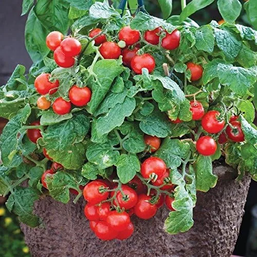 Vista 2 de Más de 100 semillas de tomate Tiny Tim – Semillas de reliquia enana para plantar – Ideal para patio o jardín