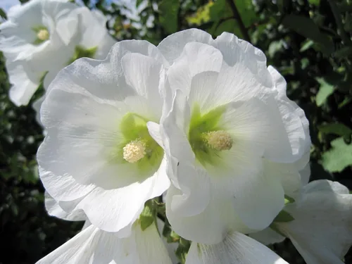 Vista 3 de 25 semillas de flores blancas de Alcea Rosea de Hollyhock PerennialComb S/H de Seedville
