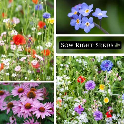 Vista 4 de Sow Right Seeds - Mezcla de semillas de flores silvestres para plantar en sombra parcial - Variedades tradicionales sin OMG para cultivar jardín