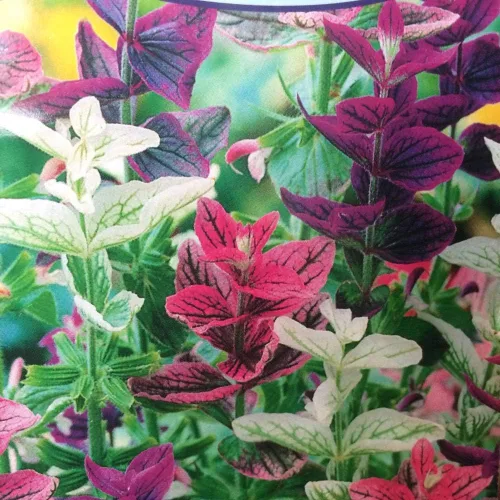 Vista 2 de Semillas Flores Clary Tricolor Mix Anual - 100 Semillas