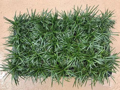 Vista 3 de Hierba Mondo enana - 40 plantas vivas - Sombra amante de la sombra cubierta de suelo de hoja perenne Ophiopogon Japonicus Nanus