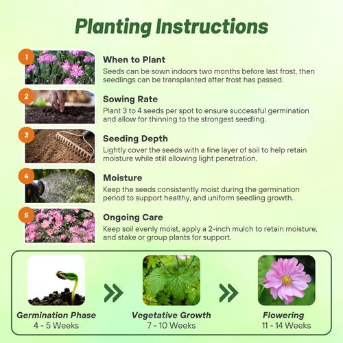 Vista 4 de Outsidepride Semillas de anémona rosa para plantar, 100 semillas de flores perennes resistentes y autosiembradas con flores vibrantes y follaje