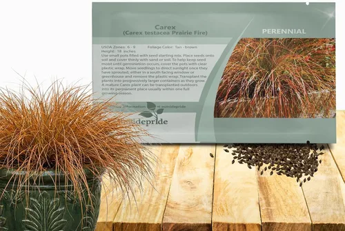 Vista 10 de Outsidepride - 100 semillas de la hierba ornamental perenne cárice llorón (Carex pendula [Fresh Look]) para sembrar
