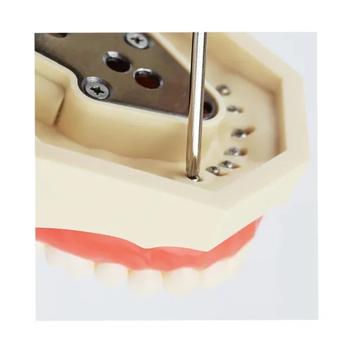 Vista 7 de Typodont - Poste de montaje para dientes modelo ajustable de 360 grados en el escritorio, compatible con Kilgore Nissin Columbia Dentoform Frasaco