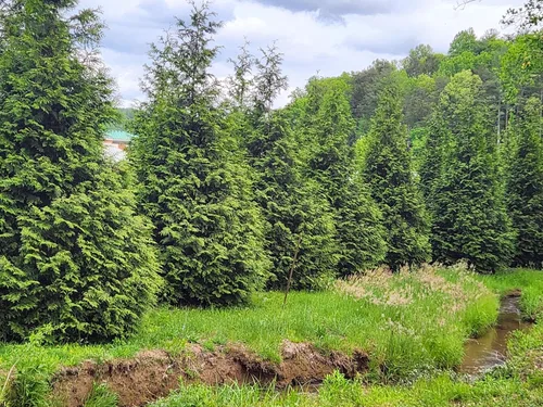 Vista 3 de Árbol arborvitae gigante verde Thuja, lote de 10 plantas iniciales