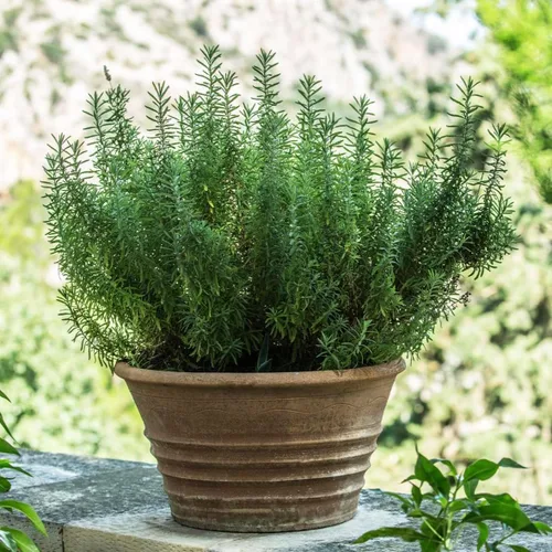 Vista 7 de Plantas de romero azul toscano vivo (paquete de 3) de 5 a 8 pulgadas de alto, hierba culinaria fragante para cocinar y paisajismo, jardines