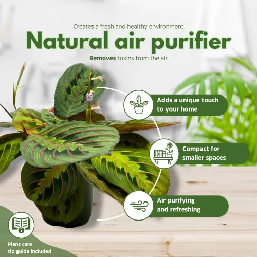 Vista 9 de BubbleBlooms Planta de oración veteada roja Maranta leuconeura en maceta de 4 pulgadas