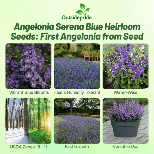 Vista 2 de Outsidepride Serena Blue Angelonia - Semillas de dragón para plantar, 15 semillas de flores perennes, aptas para polinizadores, tolerantes al calor