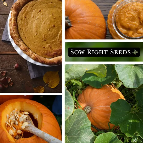Vista 4 de Sow Right Seeds - Semillas de calabaza de campo de Connecticut para plantar - Paquete de reliquia sin OMG con instrucciones para plantar un huerto