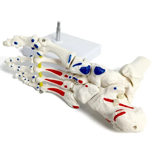 Vista 5 de Modelo de esqueleto de pie en elástico, con muñón tibia-peroné ensartado elástico inserciones musculares y orígenes, molde natural para una