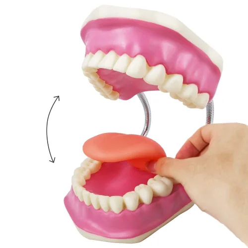 Vista 2 de EVOTECH SCIENTIFIC Modelo de cuidado de dientes dentales, W/cepillo de dientes gigante, Modelo de demostración de enseñanza de cuidado dental
