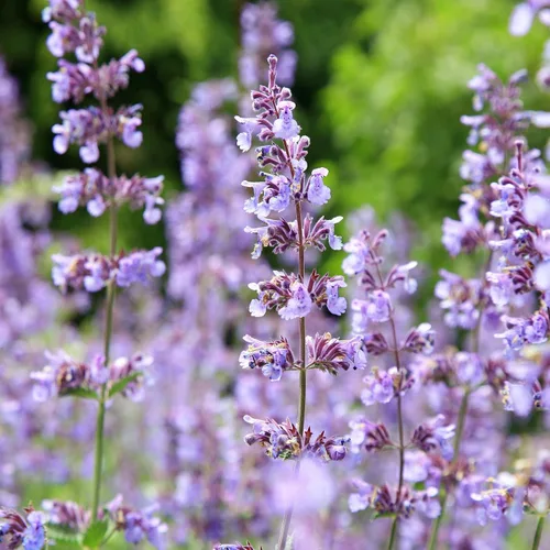 Vista 7 de Outsidepride Nepeta Cataria Semillas de hierba gatera para plantar, 1/4 lb. Semillas de hierbas perennes, aptas para polinizadores, tolerantes a