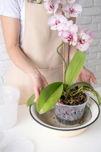 Vista 7 de Bombilla solar 50240 Better Gro Dendrobium Mix, 8 cuartos de galón, natural Marrones