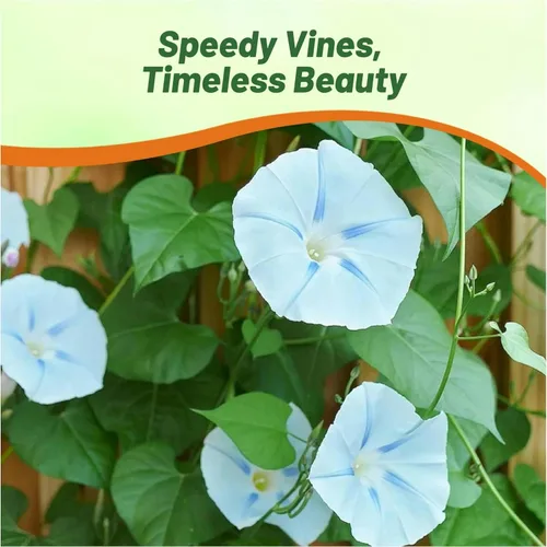 Vista 6 de Outsidepride Ismay Morning Glory Seeds - 250 unidades Semillas de flores anuales, trepadoras y enredaderas para plantar flores azul claro, ideales
