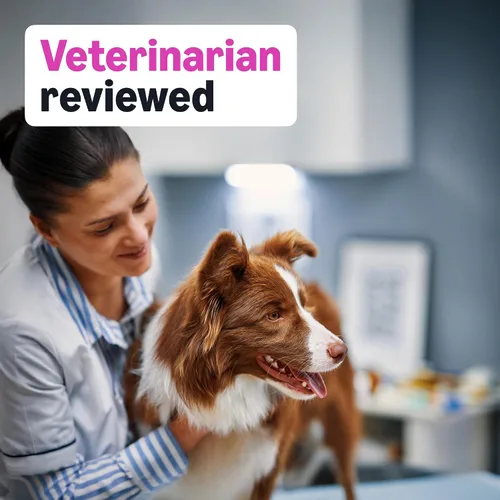 Vista 5 de Amazon Basics Suplemento diario masticable para cadera y articulaciones para perros con glucosamina, MSM y vitamina C, sabor a pato, 60