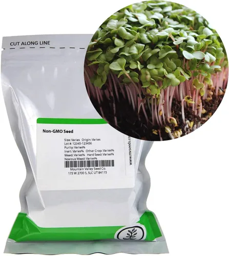 Vista 4 de Semillas de brotes de rábano y microgreens – Variedad de flecha roja – 1 libra – Sin OMG, reliquia – Brotes de rábano picantes de rápido crecimiento