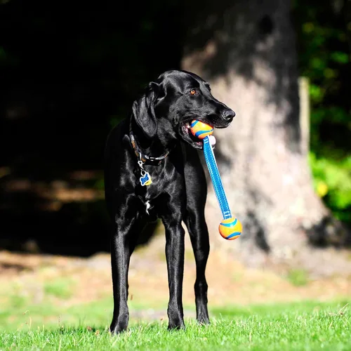 Vista 5 de Chuckit! Ultra Duo - Juguete para perro para remolcar, pequeño juguete para interiores y exteriores