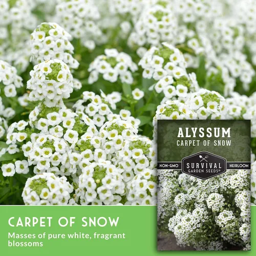 Vista 4 de White Alyssum Seeds for Planting - Semillas de jardín de supervivencia (paquete de 1) Variedad Sweet Carpet of Snow - Flores perennes fragantes