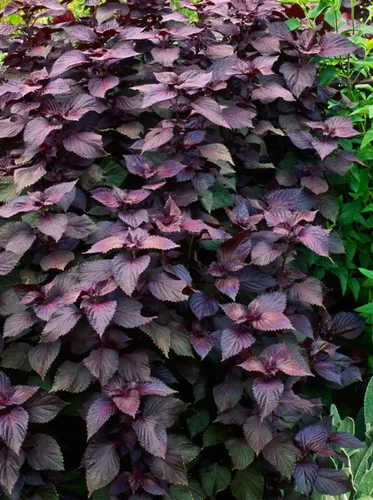 Vista 2 de Más de 200 semillas de Shiso moradas Perilla albahaca japonesa menta roja