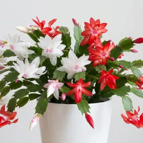 Vista 5 de Planta de cactus de Navidad viva, flores rojas y blancas, suculentas navideñas en maceta de 6 pulgadas para cultivo en interiores o exteriores