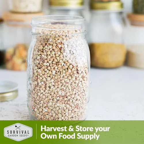 Vista 5 de Semillas de trigo sarraceno para plantar, 1 paquete Heirloom Non-GMO, Fast-Growing Cover Crop & Edible Grain, White Flowers for Pollinators