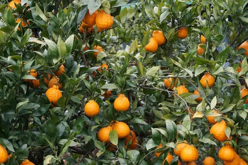 Vista 6 de HAIO Jeju Hallabong Tea Té de mandarina coreana 2.2 libras por frasco (2.2 lbs) 1 frasco