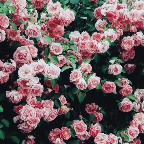 Vista 9 de CarpetC - Más de 150 semillas de rosa rosa para plantar, arbusto perenne de flores fragantes, reliquia sin OMG para bordes de jardín, contenedores