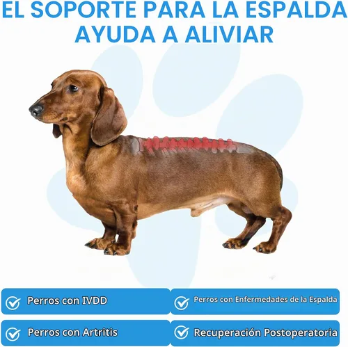 Vista 3 de Soporte de espalda para perro para IVDD, soporte de espalda suave y transpirable para mascotas para Shih Tzu y perro salchicha, arnés