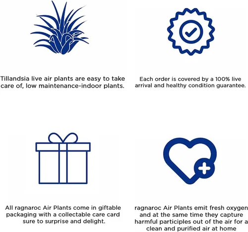 Vista 5 de ragnaroc Plantas de aire – Tillandsia Xerographica Pup teñido, grande 2-4 pulgadas (Jule Red) – 1ct – Llegada viva garantizada – Plantas