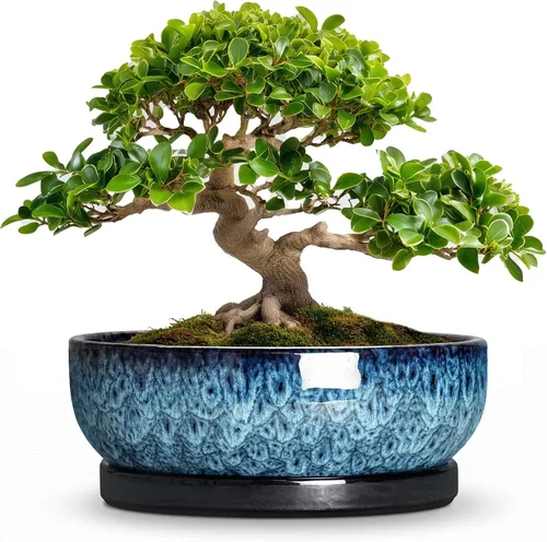 Vista 51 de Succulent Pots, 6 Inch Ceramic Bonsai Pots with Saucer, Blue