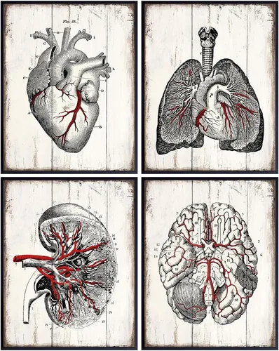 Vista 7 de Medical Anatomy – Juego de placas de arte de pared de órganos humanos vintage – Impresiones de fotos Shabby Chic para clínica médica, oficina de Dr.
