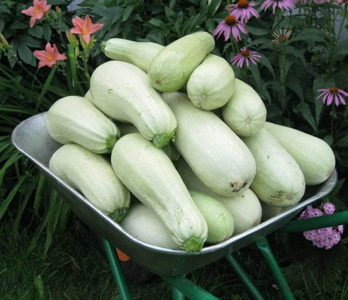 Vista 5 de Semillas Calabacín Tipo Arbusto Blanco Heirloom Vegetal No GMO