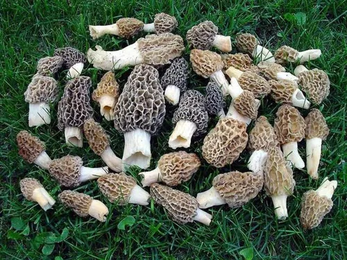 Vista 6 de Esporas de hongos Morel 1.41 oz en bolsa de aserrín - Morchella Esculenta, kit de cultivo de hongos True Morel, esporas de hongos morel frescos
