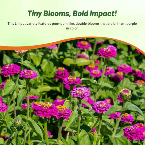 Vista 6 de Outsidepride - Zinnia Elegans, 2000 semillas anuales, Lilliput Purple, flores para plantar, color morado