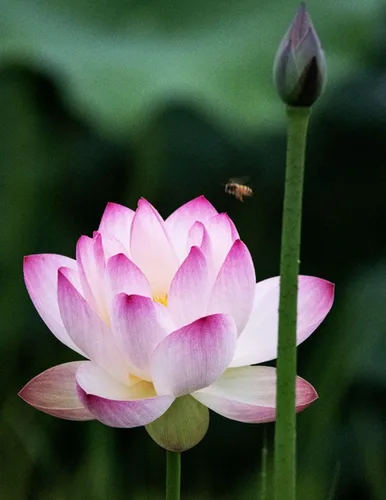 Vista 3 de 30 unidades de semillas de loto en cuenco, semillas de loto en bonsái para plantar lirio de agua, flor rosa, púrpura, roja, plantas acuáticas