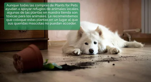 Vista 7 de Plantas para Mascotas - Suculentas de Orejas de Elefante Trepadoras, Plantas Colgantes Vivas, Plantas Suculentas para el Hogar, Maceta Colgante